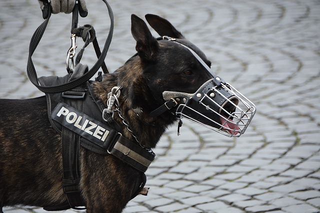 【画像】緊張しすぎて可愛いお手柄警察犬 →「なにこれ、めちゃくちゃ可愛い」「イケメンなのに可愛いじゃないか」