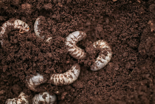 【画像】幼虫はキャラメルコーン  土もオレオだから全部食べられるよ →「リアル過ぎる、もはや本物」「すごいクオリティです…！！」