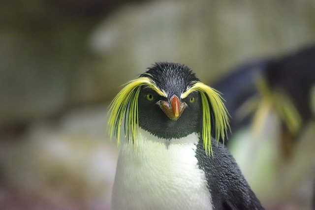 【画像】ペンギンの口の中は全然可愛くないんですよ →「怖いですね」「今…なんだかやるせない気持ちです」