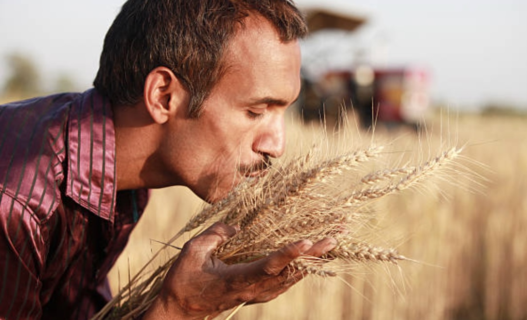 【朗報】インド「俺らがウクライナの分まで小麦を作る」　小麦不足解消へ